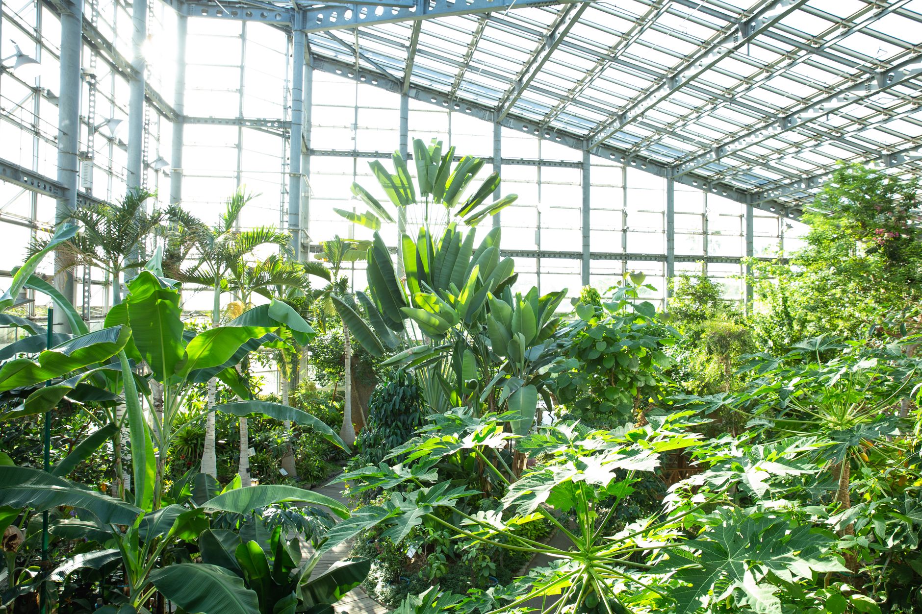 Jardin botanique de Nancy : un grand parc gratuit pour respirer et apprendre — serre tropicale jardin botanique