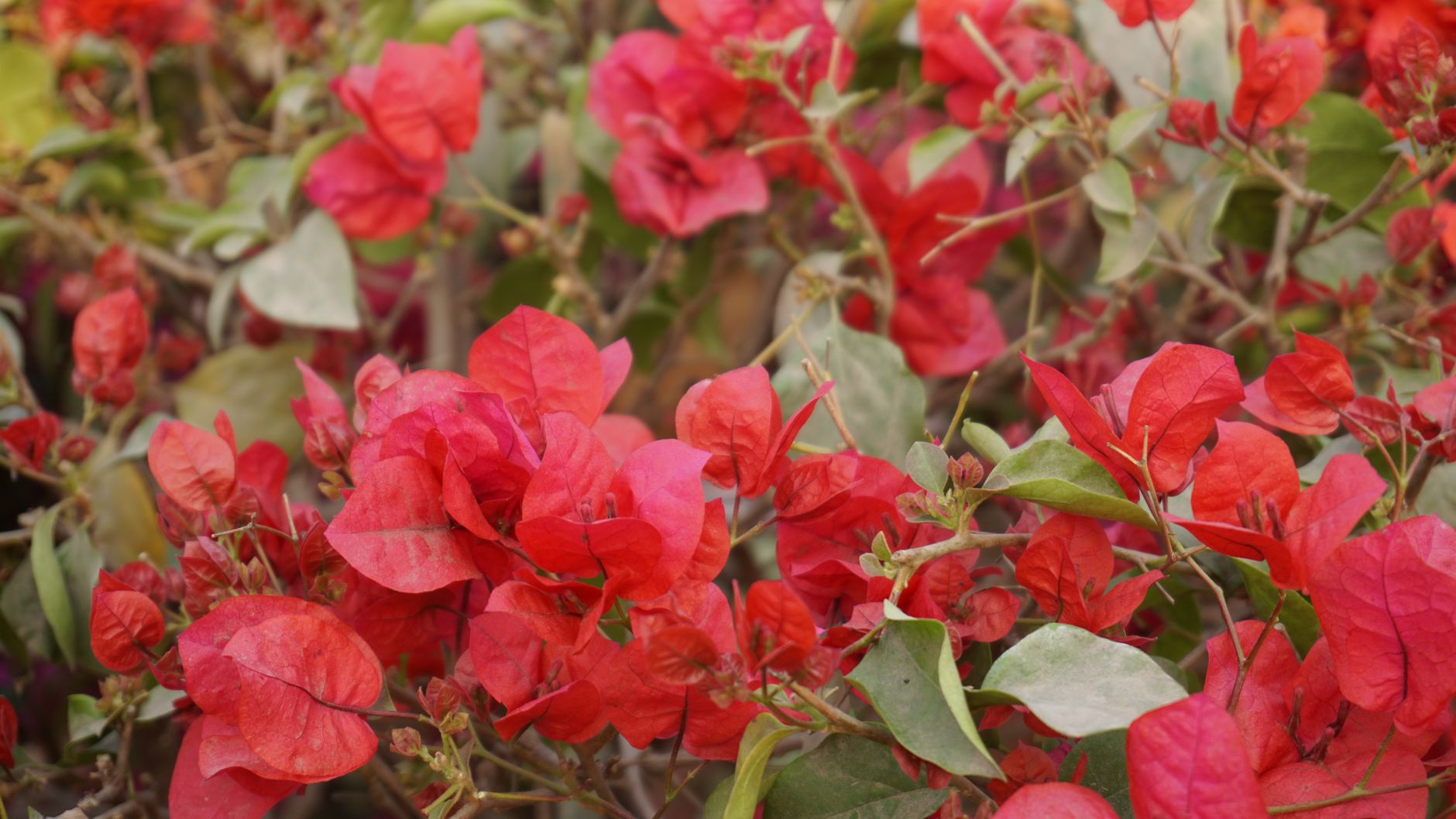 Jardin exotique d’Èze, balcon botanique au-dessus de la Méditerranée — jardin exotique fleurs côte Méditerranée