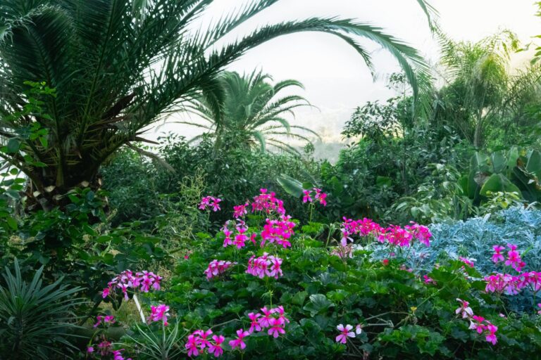 Jardins exotiques en France Èze, — jardin exotique fleurs côte Méditerranée