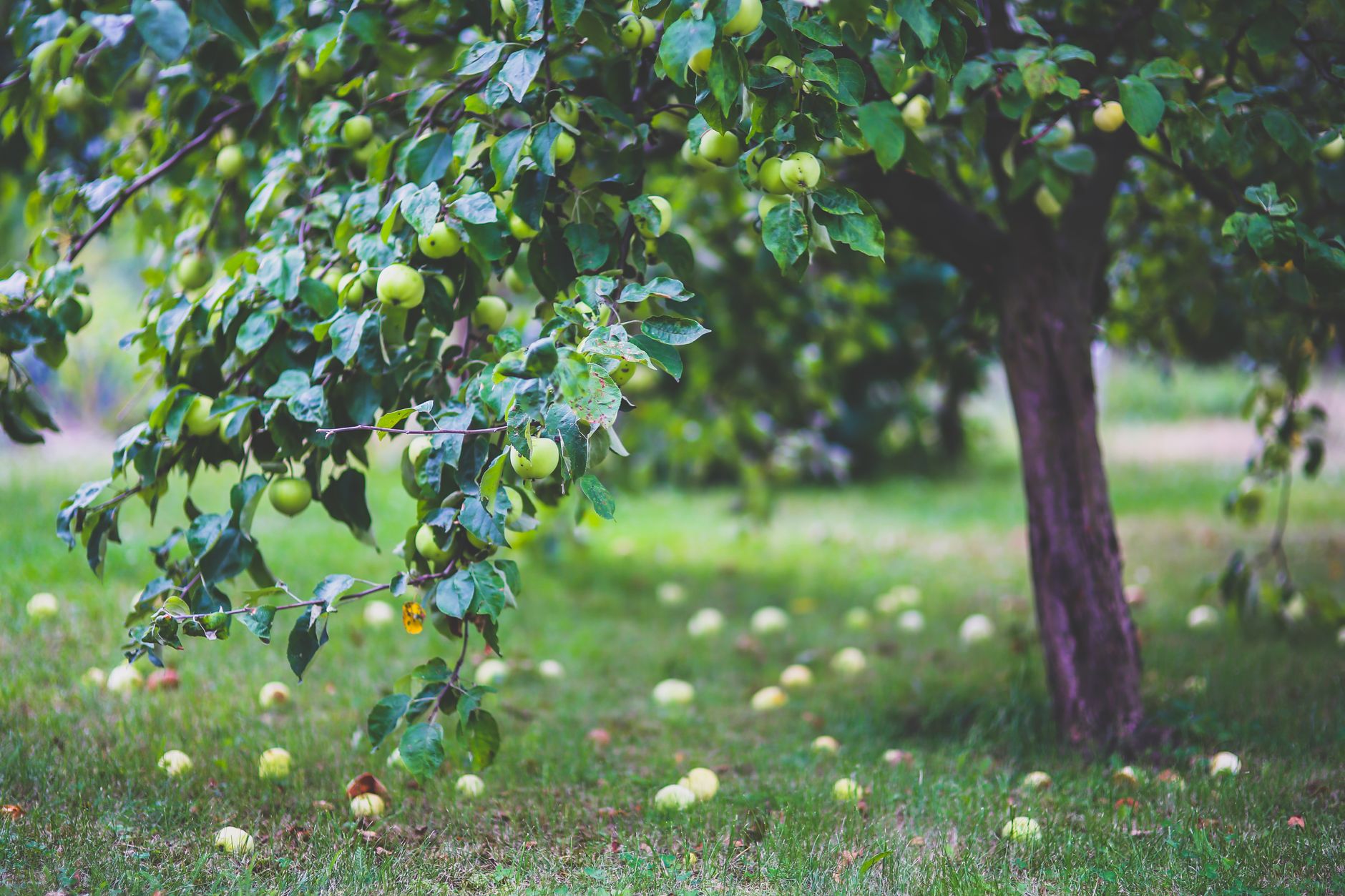 Route du Cidre dans le Pays d’Auge : poser le décor et préparer son road trip — vergers de cidre en Normandie