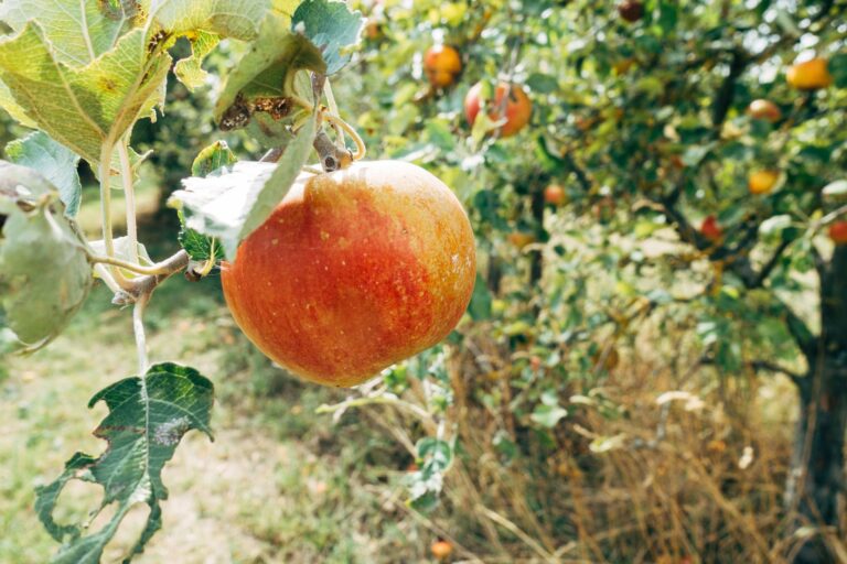 La Route du Cidre, un — vergers de cidre en Normandie