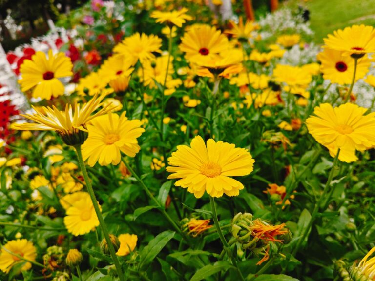 Trouver un jardin remarquable près — jardin magnifique paysage fleurs