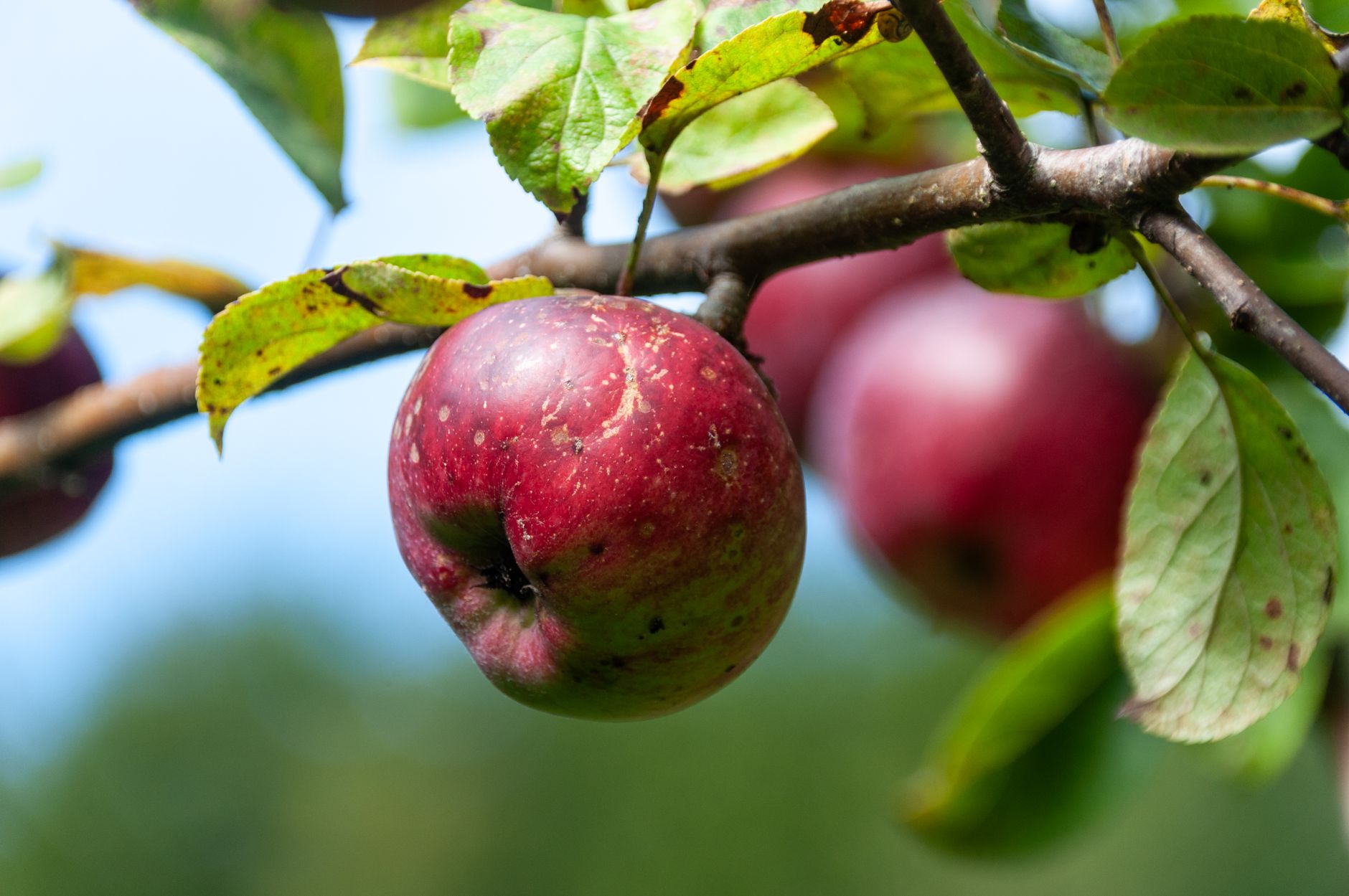 À Plerguer, une cidrerie bretonne bien ancrée dans son paysage — verger de pommes production de cidre