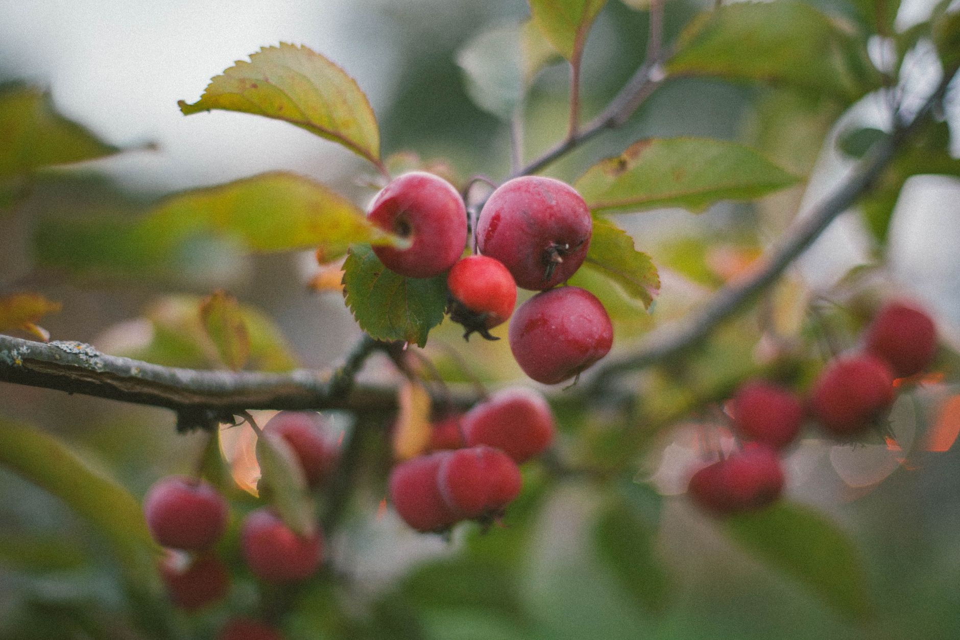 À Plerguer, la cidrerie Sorre — verger de pommes production de cidre
