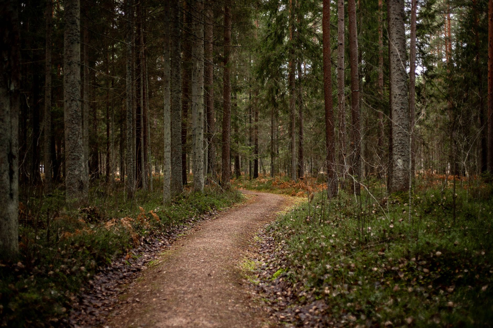 Chemins de randonnée trouver un — sentier de randonnée forêt