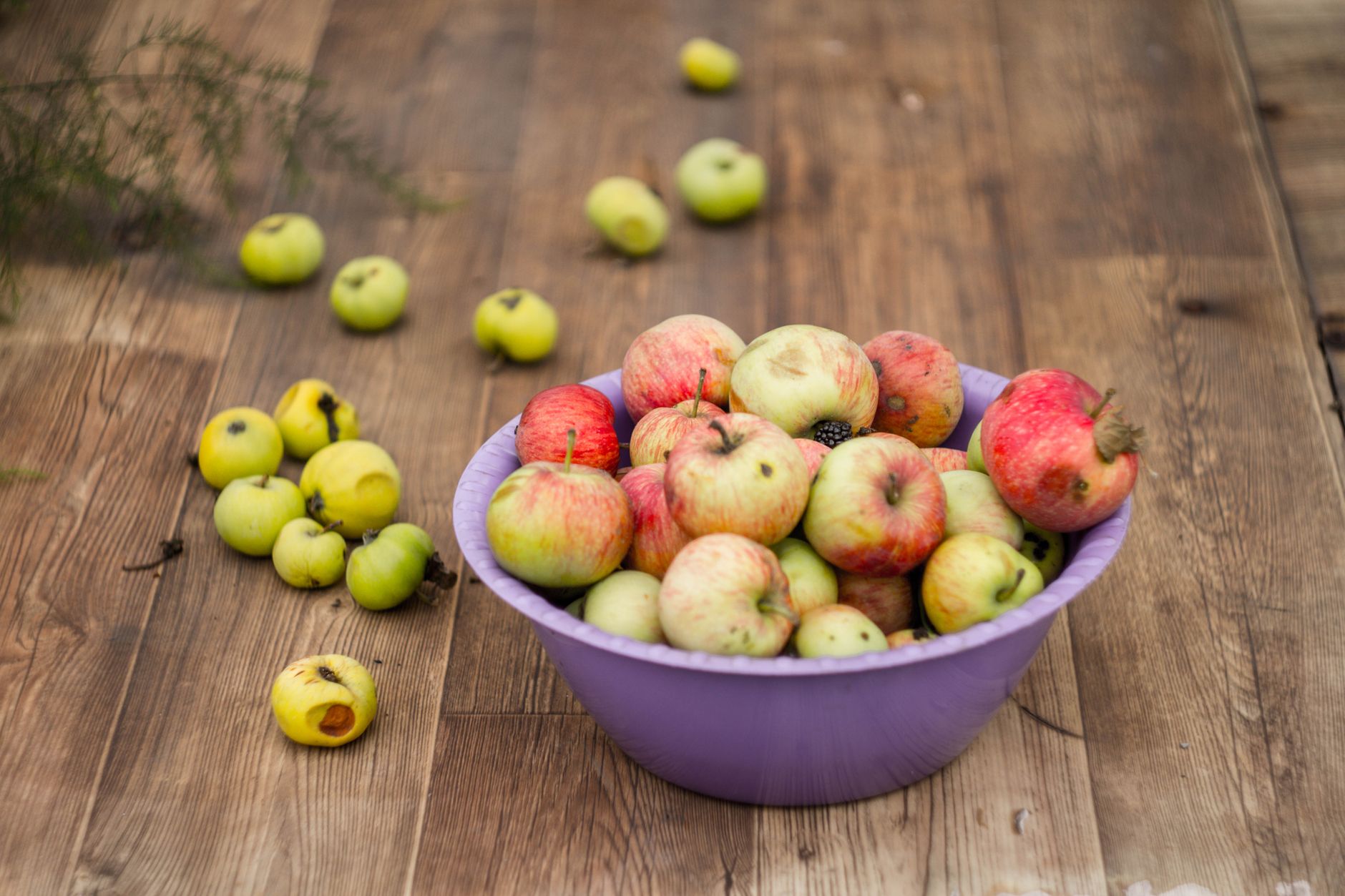 Différence cidre doux / cidre brut : sucre, alcool et sensations en bouche — verre de cidre doux avec des pommes