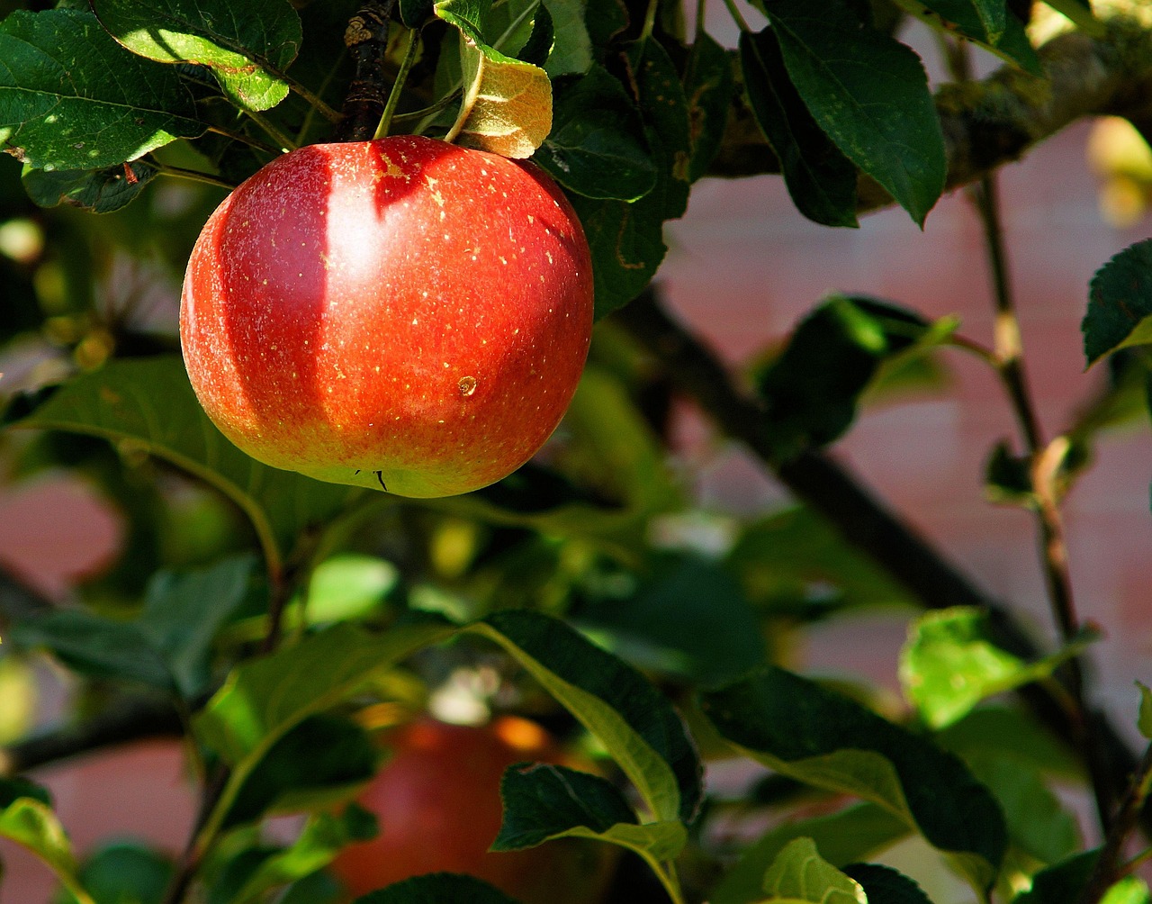Loïc Raison le cidre breton — verre de cidre breton pommes verger