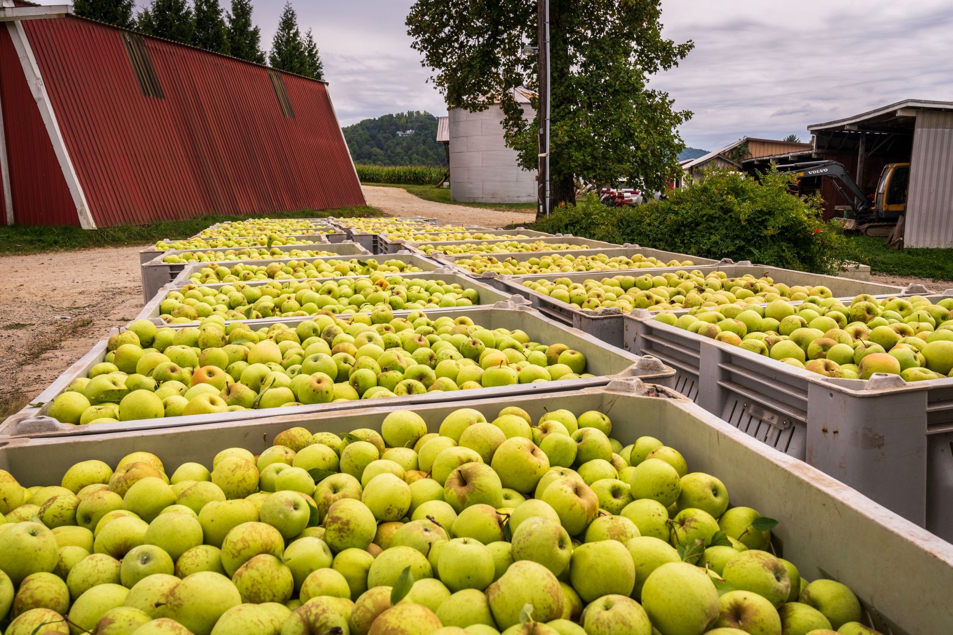 Origine du cidre : que disent vraiment l’histoire et les textes sur un cidre breton ou normand ? — processus de production de cidre