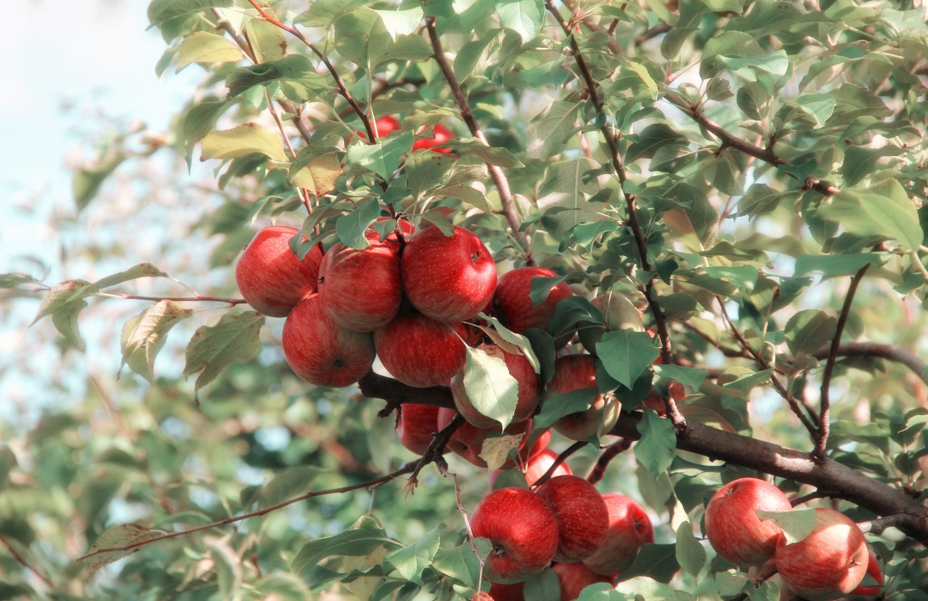 Reconnaître un vrai cidre breton artisanal à l’étiquette — bouteilles de cidre breton verger