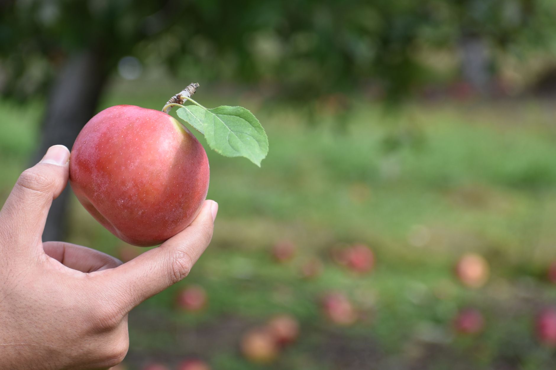 Reconnaître un bon cidre breton, — bouteilles de cidre breton verger